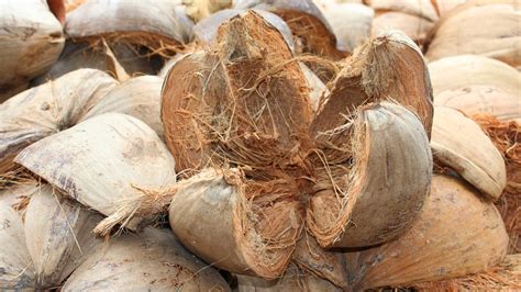 Bunot Meaning .